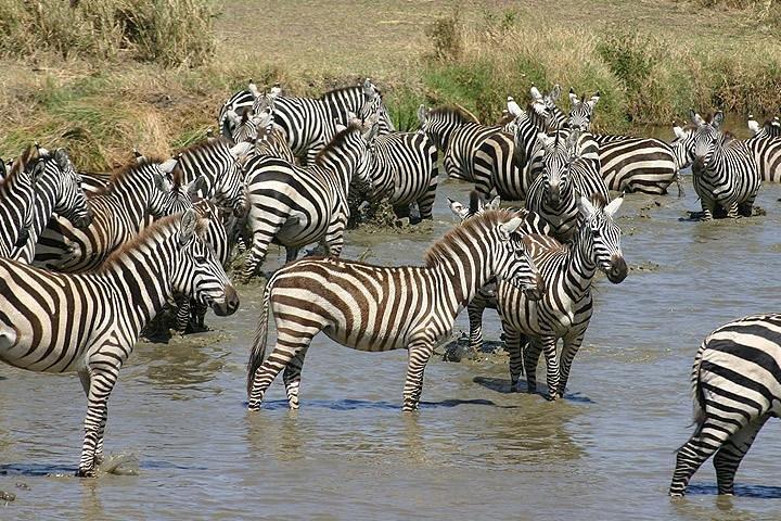 4 Días Safari de Vida Silvestre en el Norte de Tanzania