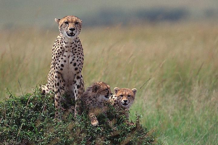 4 Días Safari de Vida Silvestre en el Norte de Tanzania