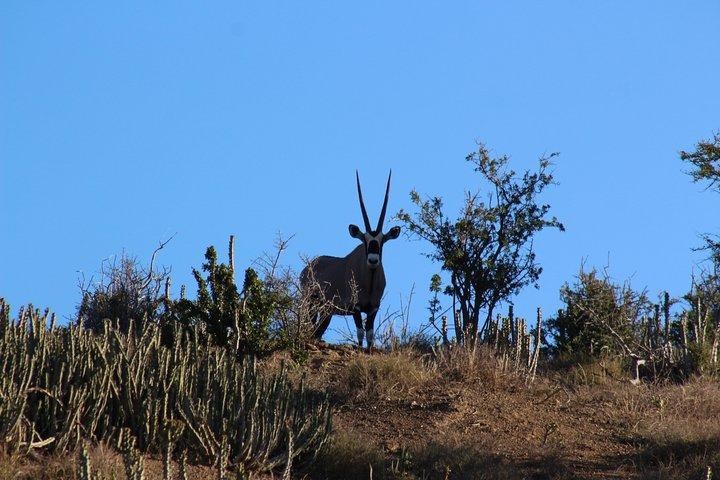 Addo Elephant National Park 4x4 Tour Kabouga Sektion - En fantastisk mangfoldighed FD05