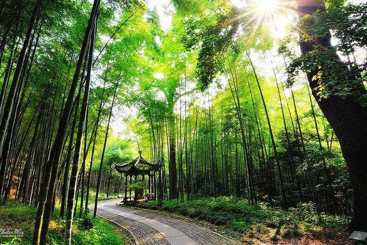 Halvdag Hangzhou Yunxi Bamboo Forest and Tea Plantation Experience