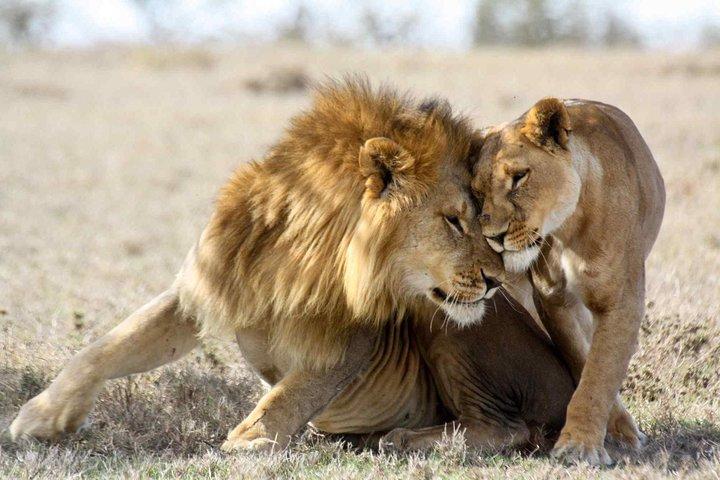 Safari Masai Mara de 3 jours pour voir les cinq grands et la migration des gnous