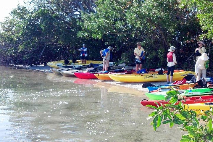 サラソタ ガイド付きマングローブ トンネル カヤック ツアー