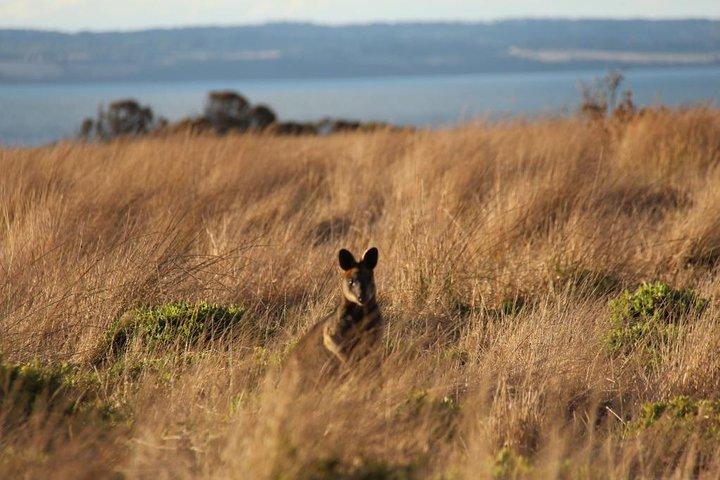 Private Great Ocean Road - L'aventure australienne ultime
