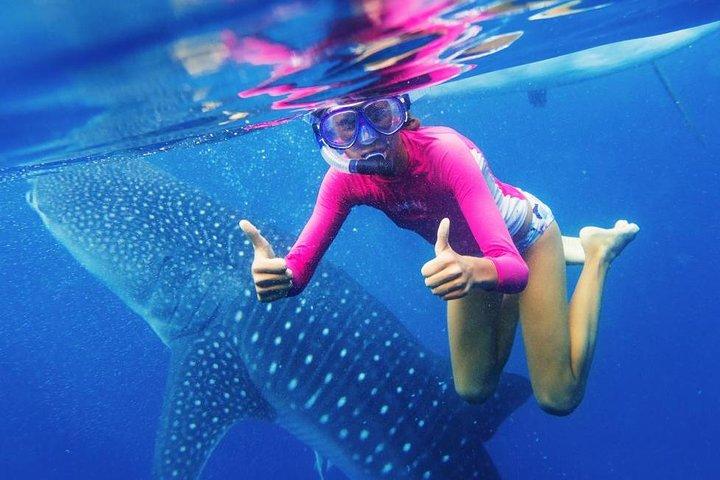 Cebu: Oslob Whale Shark Swimming e Kawasan Falls Canyoneering