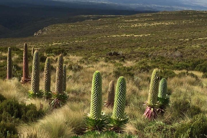 Mt Kenya Day hike from Nairobi
