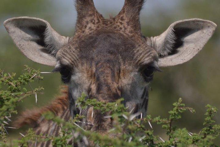 10 Days Migration Luxury Safari