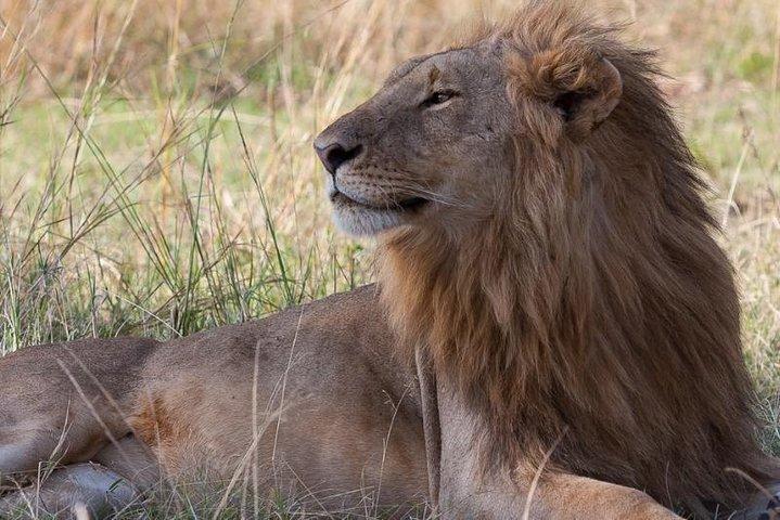 Especial de Amboseli Safari