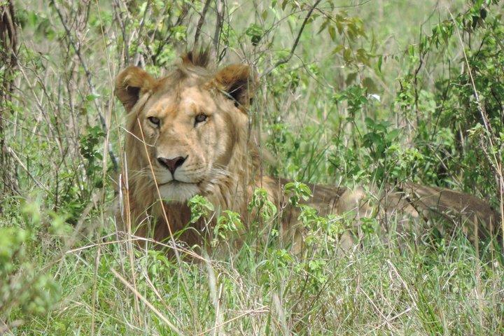5-dagars safari i Nakuru-Masai Mara-sjön