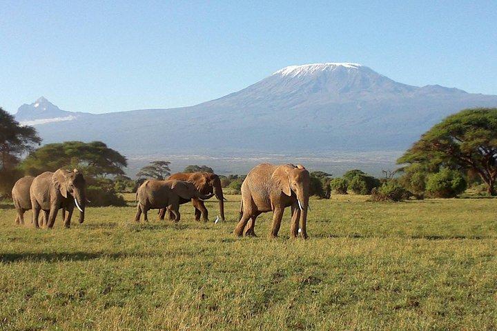 6 jours palpitant Amboseli-lac Nakuru-Maasai Mara Budget Safari