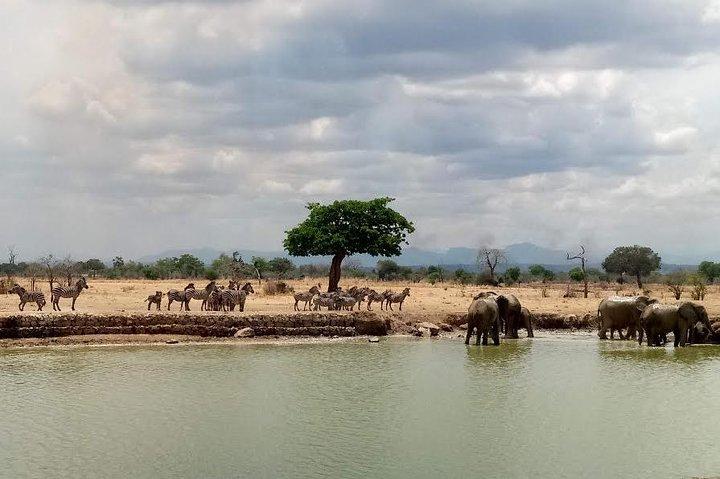 Kurze Safari von Dar es Salaam zum Mikumi National Park - 2 Tage