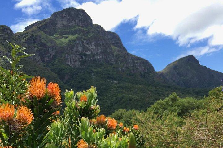Jardins de Kirstenbosch : une visite audio par Botany Expert