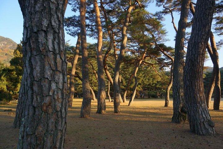 ソンニサン国立公園とボプジュサ寺院ユネスコサイトプライベートツアー