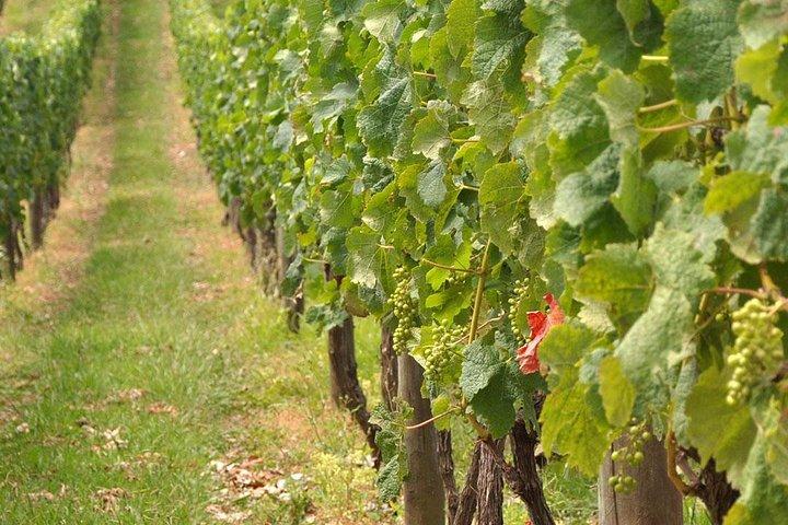 Excursão de Pompeia para Grupos Pequenos em Dia Inteiro saindo de Sorrento com Degustação de Vinhos Local