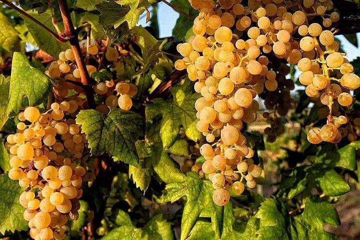 Excursão de Pompeia para Grupos Pequenos em Dia Inteiro saindo de Sorrento com Degustação de Vinhos Local