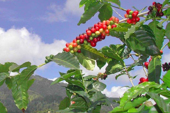 Private Blue Mountain Tour von Ocho Rios