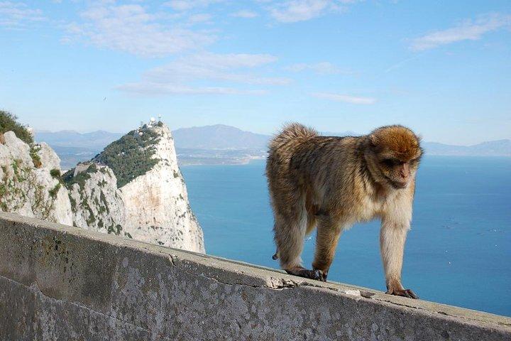 Privater Tagesausflug nach Gibraltar ab Marbella oder Marbella