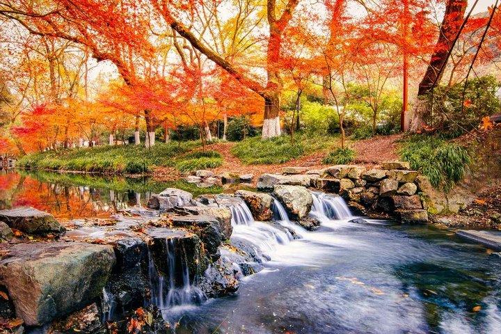 Excursión de medio día por Hangzhou Nine Creeks con experiencia en plantaciones de té