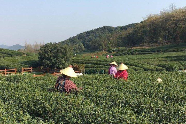 Half-Day Hangzhou Yunxi Bamboo Forest e Tea Plantation Experience