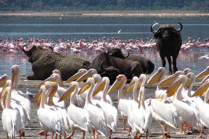 Dagtocht : Lake Nakuru National Park en Lake Naivasha Boottocht