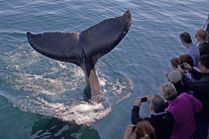 Walvissen spotten naar het Stellwagen Bank Marine Sanctuary. Gegarandeerde waarnemingen!