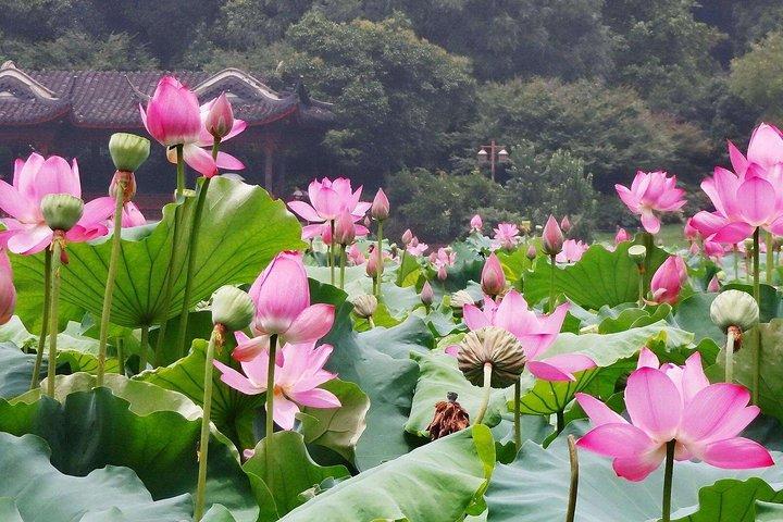 Entzückende Wuzhen Water Town und Hangzhou City Highlights Private Day Tour