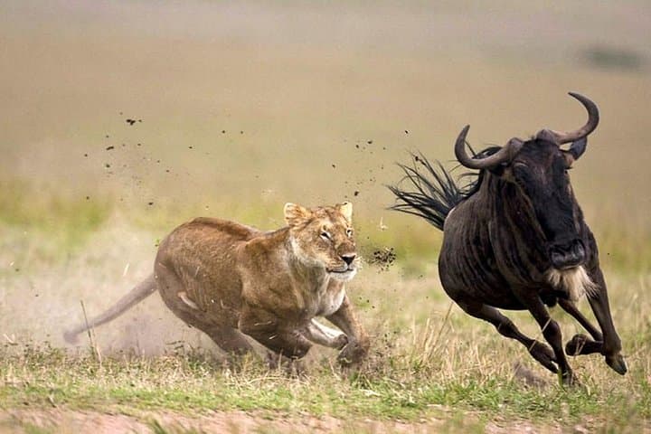 5 Days Budget Camping Kenya Safari