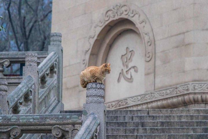 南京パープルマウンテンピークツアー(ロープウェイライド、霊宮寺ティータイム)