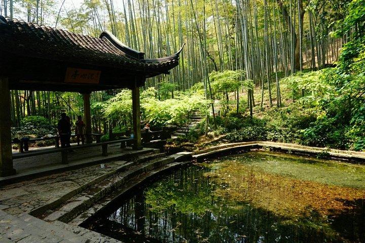 Half-Day Hangzhou Yunxi Bamboo Forest e Tea Plantation Experience