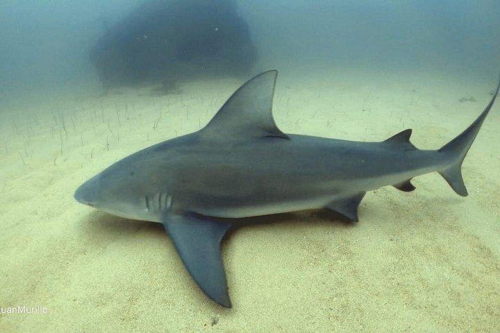 Scuba Diving Adventure in Cabo Pulmo
