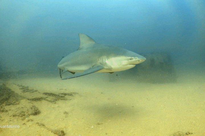 Scuba Diving Adventure in Cabo Pulmo