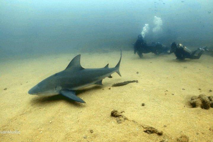 Scuba Diving Adventure in Cabo Pulmo