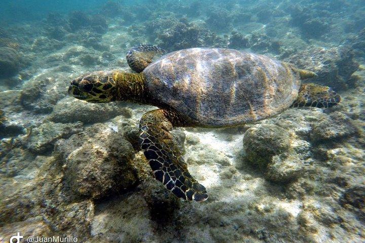 Scuba Diving Adventure in Cabo Pulmo