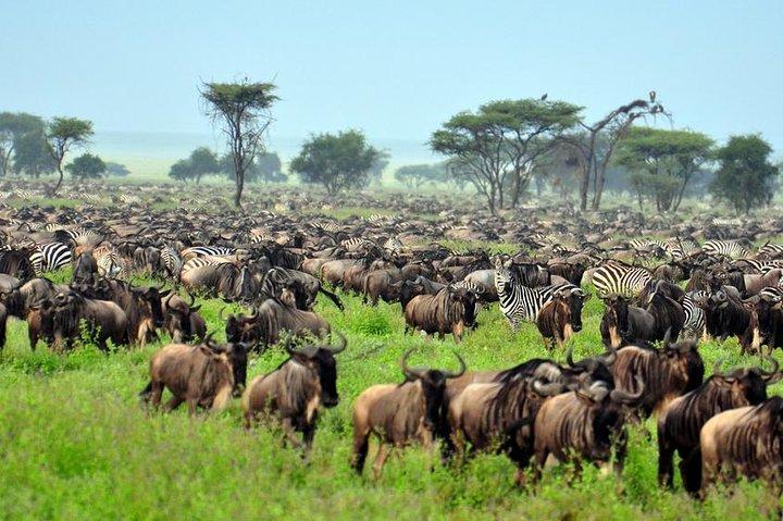 6 Tage Masai Mara Gnu-Migrationssafari-Urlaub
