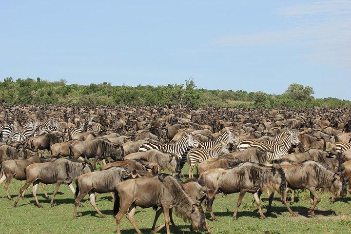 6 Tage Masai Mara Gnu-Migrationssafari-Urlaub