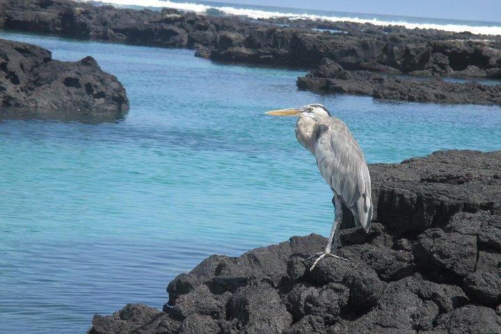 Genießen Sie das Beste von Quito und Galapagos (3 Inseln ) 8-tägiger Ausflug