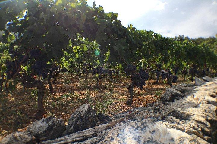 Private Hvar Weinprobe Tour mit traditionellem Abendessen oder Mittagessen