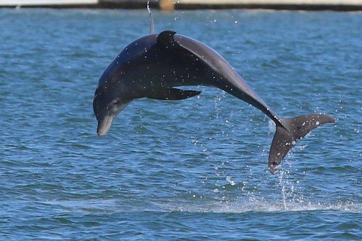 マイアミボートツアー、ハウバーサンドバー、ラクーン島など