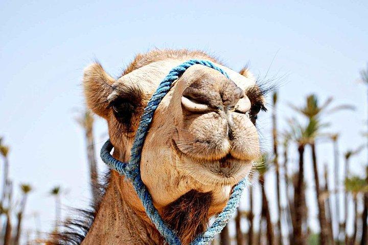 Sunset Camel Ride avec pause thé dans la palmeraie de Marrakech