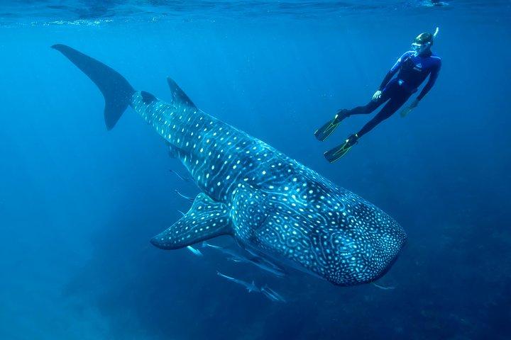 Cancún Whale Shark Encounter desde Cancún