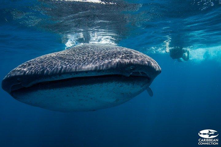 Cancún Walhai Begegnung von Cancún