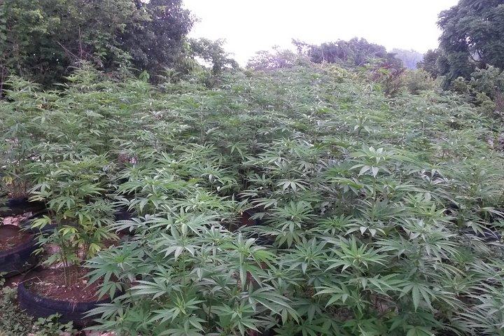 Escursione alle erbe Rastafari di alta montagna