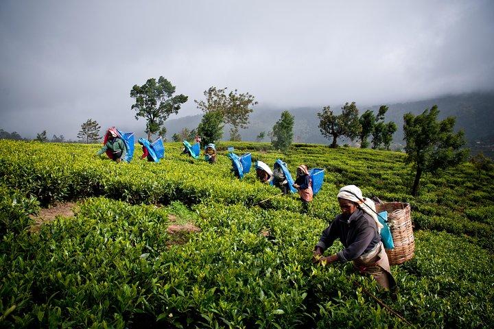 Dagtocht naar Nuwareeliya (Little England) vanuit Kandy