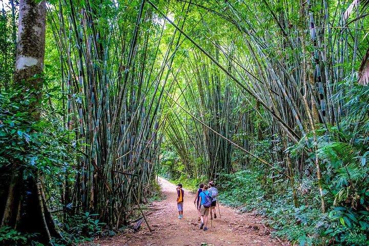 1 día Khao Sok Jungle Safari y 2 días Cheow Lan Lake Explorer de Krabi