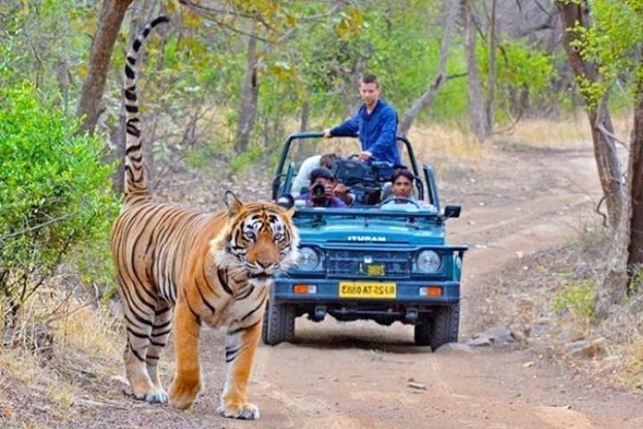 Visite privée d'une journée du fort Kumbhalgarh et du sanctuaire de la faune d'Udaipur