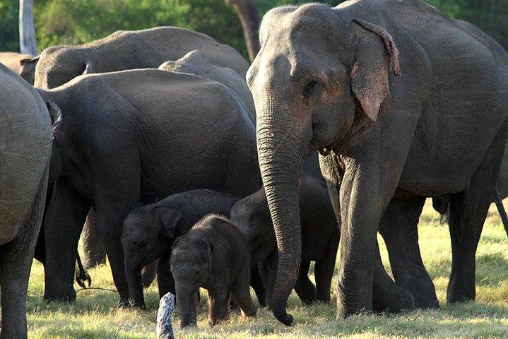 ポロンナルワ：ミネリヤ国立公園午後の野生動物サファリ