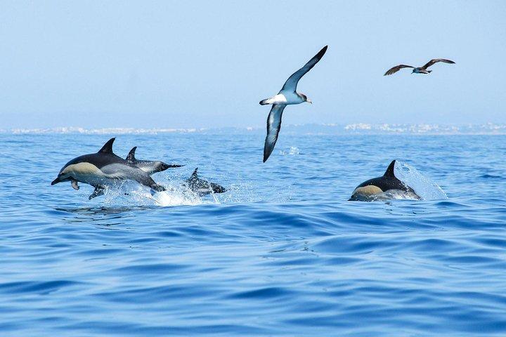 Croisière en bateau Dolphins & Cave avec biologiste marin d'Albufeira