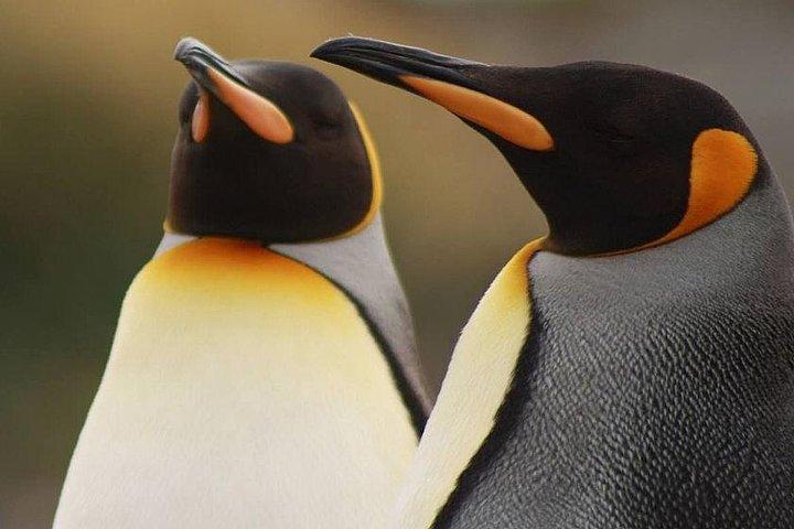 Tour King Penguin e Tierra del Fuego