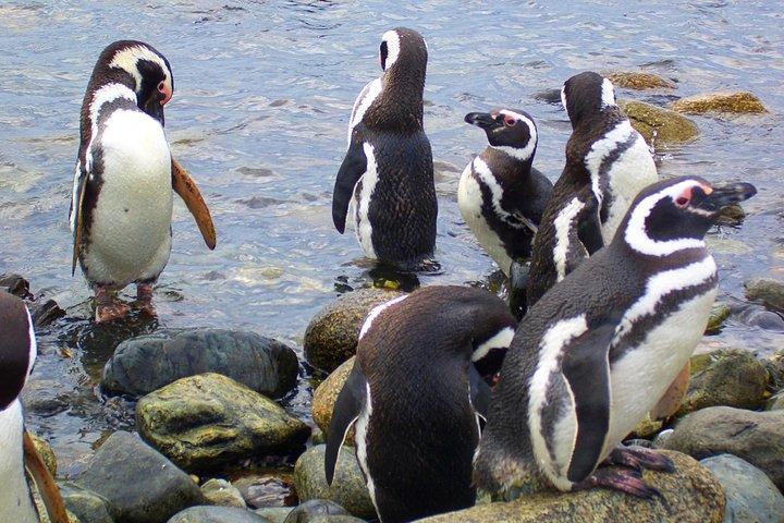 プンタアレナスからのボートによるマグダレナ島のペンギンツアー