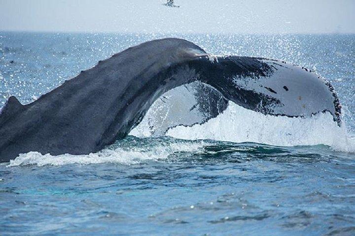 City Cruises Boston Whale Watching Cruise by High-Speed Boat