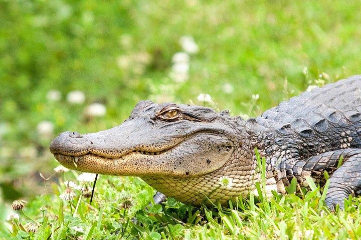 New Orleans Sumpf und Bayou Alligator Tour